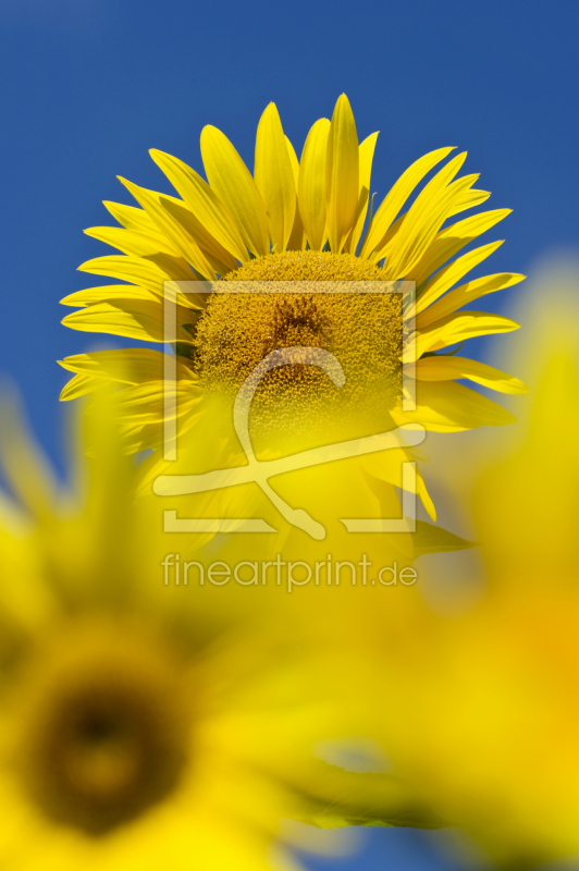 frei w&auml;hlbarer Bildausschnitt f&uuml;r Ihr Bild auf Label