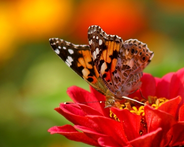 Bild-Nr: 9686736 Diving Erstellt von: youhaveadream