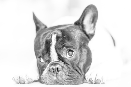 Bild-Nr: 11926589 Französische Bulldogge Erstellt von: Sebastian Rost