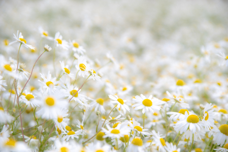 Bild-Nr: 12829755 Kamillenblüte Gesundes am Wegsrand Erstellt von: Tanja Riedel