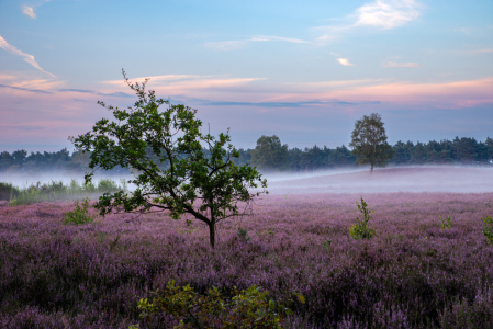 Bild-Nr: 12839887 Bodennebel zieht über die Heideblüte Erstellt von: Tanja Riedel