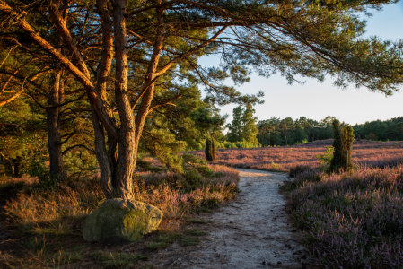 Bild-Nr: 12840960 Spätsommer Heideblüte Erstellt von: Tanja Riedel