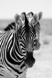 Aufmerksame Zebras - 11685958 /leinwand/bigthumb/11685958.jpg