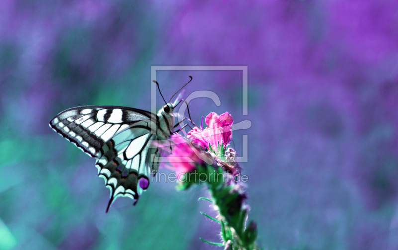 frei wählbarer Bildausschnitt für Ihr Bild auf Leinwand