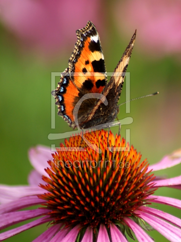 frei wählbarer Bildausschnitt für Ihr Bild auf Leinwand