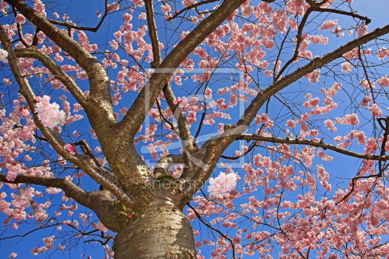 frei wählbarer Bildausschnitt für Ihr Bild auf Leinwand