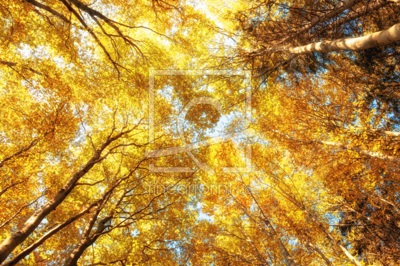 frei wählbarer Bildausschnitt für Ihr Bild auf Leinwand