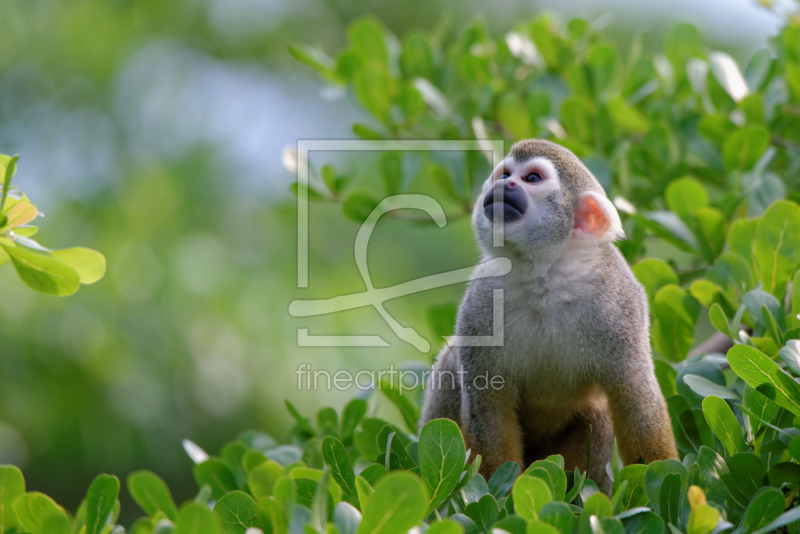 frei wählbarer Bildausschnitt für Ihr Bild auf Leinwand