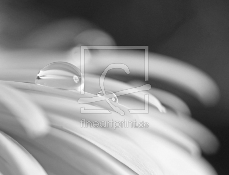 frei wählbarer Bildausschnitt für Ihr Bild auf Leinwand