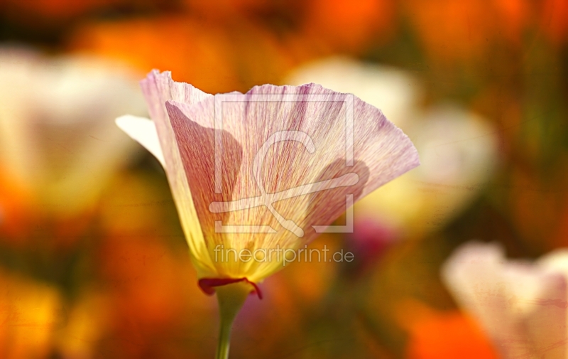 frei wählbarer Bildausschnitt für Ihr Bild auf Leinwand