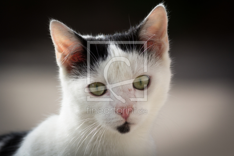 frei wählbarer Bildausschnitt für Ihr Bild auf Leinwand