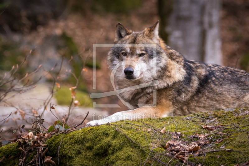 frei wählbarer Bildausschnitt für Ihr Bild auf Leinwand