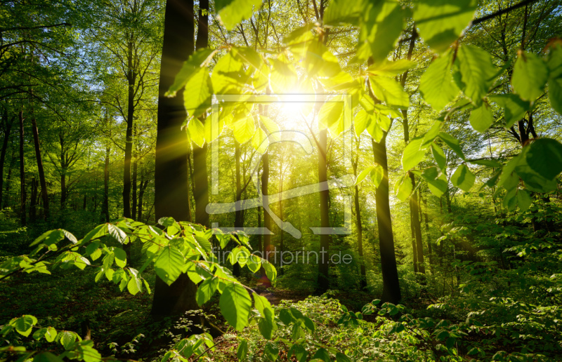 frei wählbarer Bildausschnitt für Ihr Bild auf Leinwand