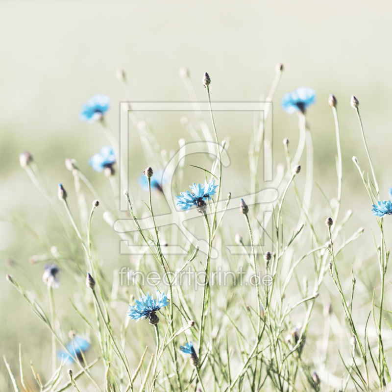 frei wählbarer Bildausschnitt für Ihr Bild auf Leinwand