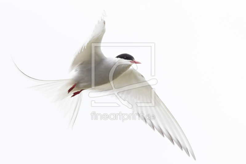 frei wählbarer Bildausschnitt für Ihr Bild auf Leinwand