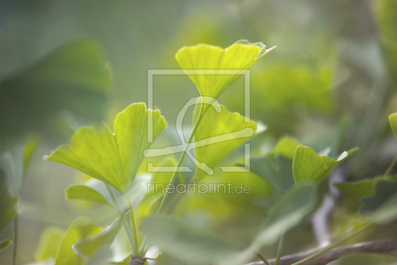 frei wählbarer Bildausschnitt für Ihr Bild auf Leinwand
