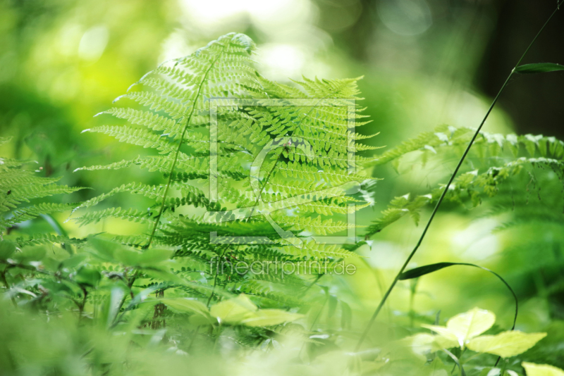 frei wählbarer Bildausschnitt für Ihr Bild auf Leinwand