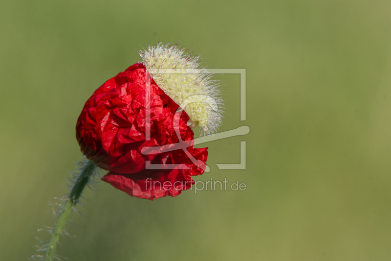 frei wählbarer Bildausschnitt für Ihr Bild auf Leinwand
