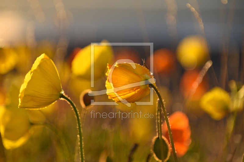 frei wählbarer Bildausschnitt für Ihr Bild auf Leinwand