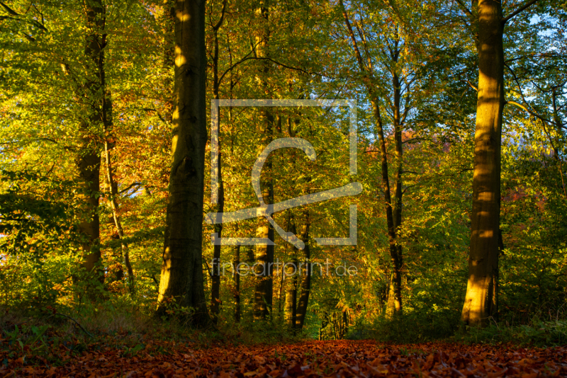 frei wählbarer Bildausschnitt für Ihr Bild auf Leinwand