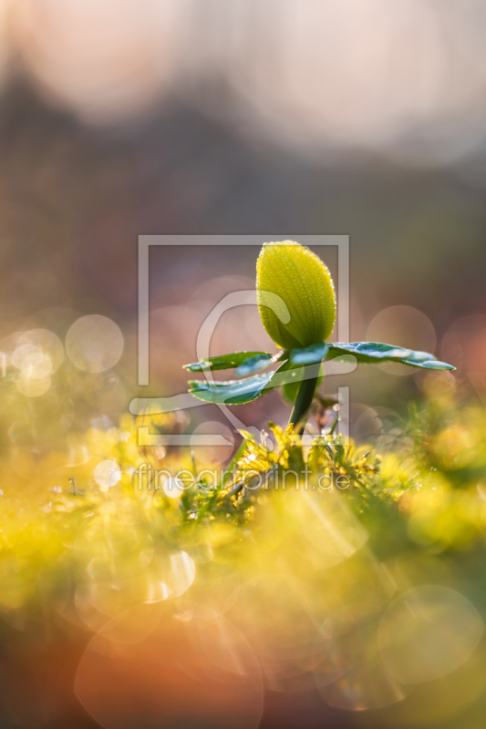 frei wählbarer Bildausschnitt für Ihr Bild auf Leinwand