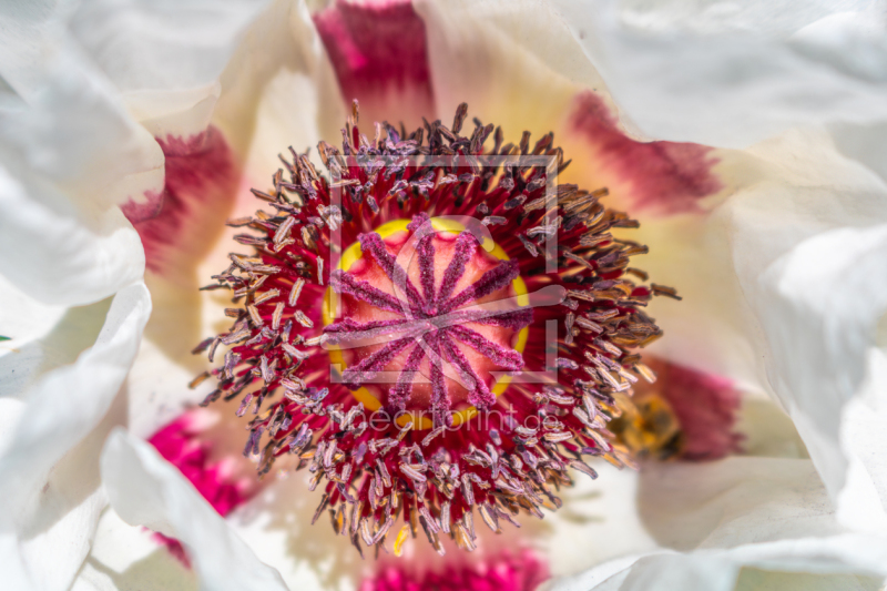 frei wählbarer Bildausschnitt für Ihr Bild auf Leinwand