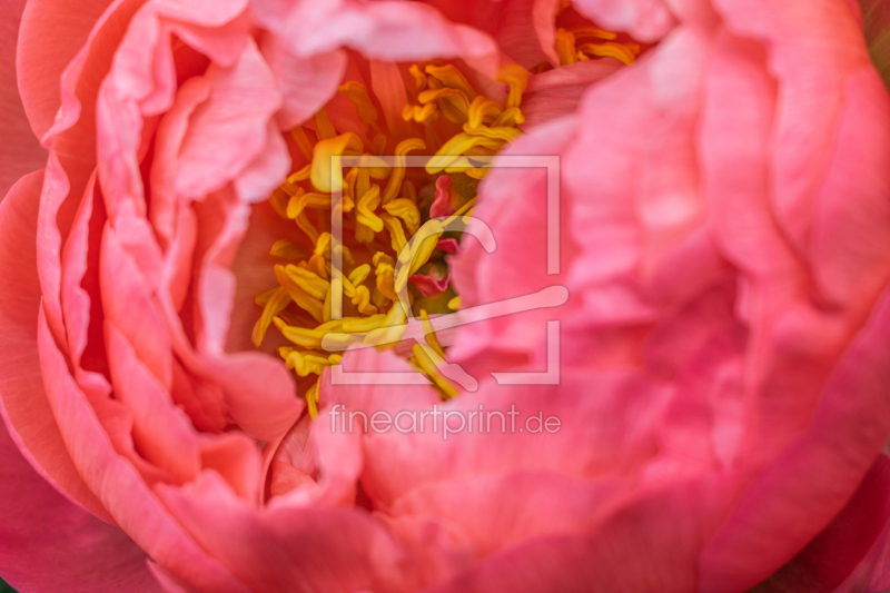 frei wählbarer Bildausschnitt für Ihr Bild auf Leinwand