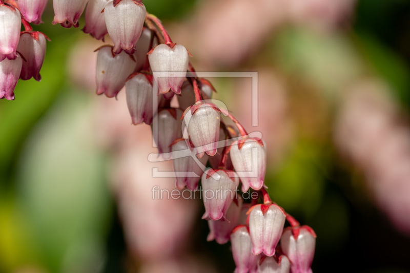 frei wählbarer Bildausschnitt für Ihr Bild auf Leinwand
