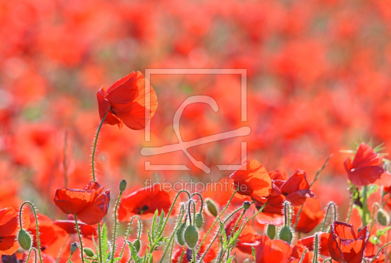 frei wählbarer Bildausschnitt für Ihr Bild auf Leinwand
