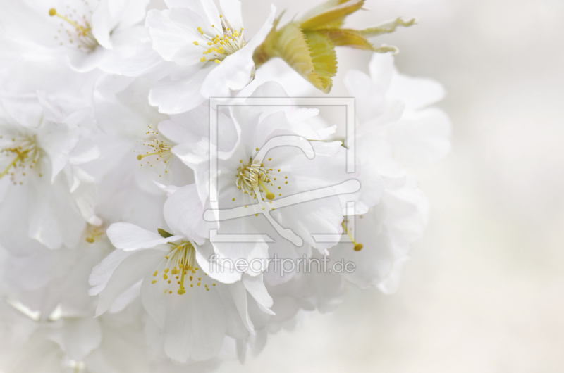 frei wählbarer Bildausschnitt für Ihr Bild auf Leinwand