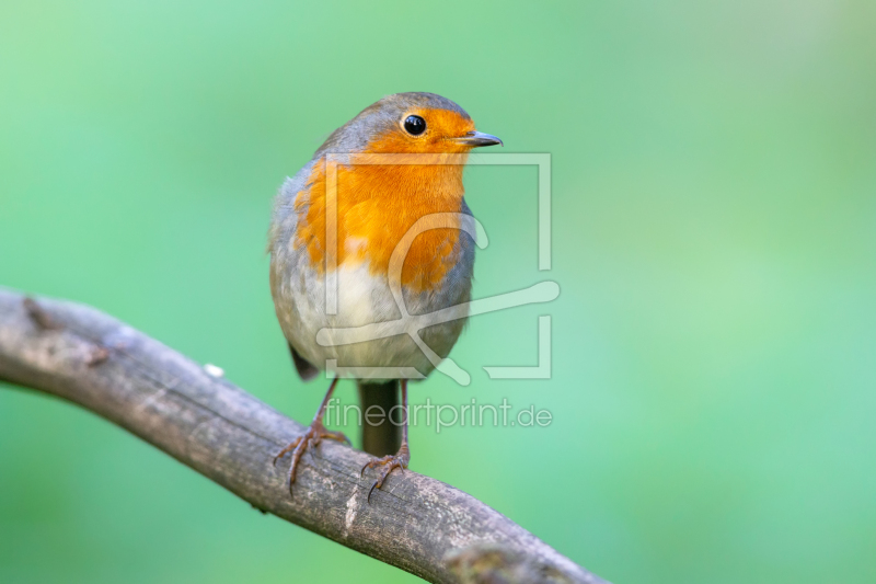 frei wählbarer Bildausschnitt für Ihr Bild auf Leinwand