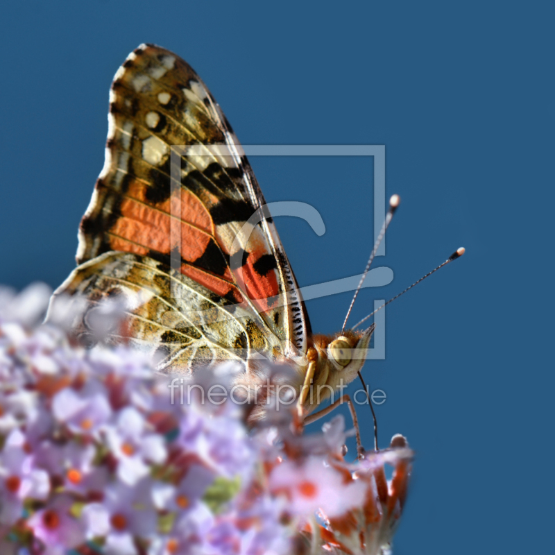 frei wählbarer Bildausschnitt für Ihr Bild auf Leinwand