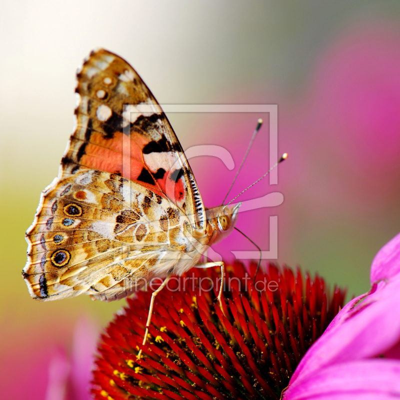 frei wählbarer Bildausschnitt für Ihr Bild auf Leinwand