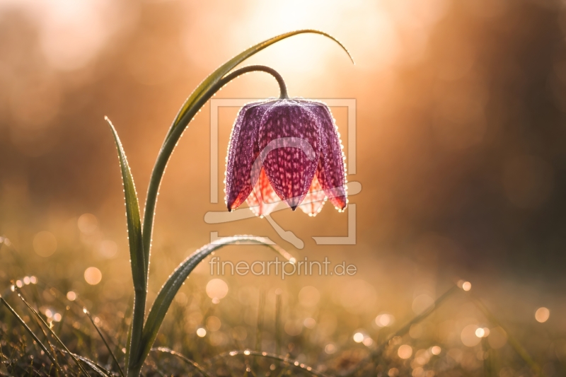 frei wählbarer Bildausschnitt für Ihr Bild auf Leinwand