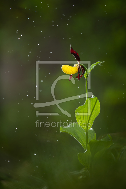 frei wählbarer Bildausschnitt für Ihr Bild auf Leinwand