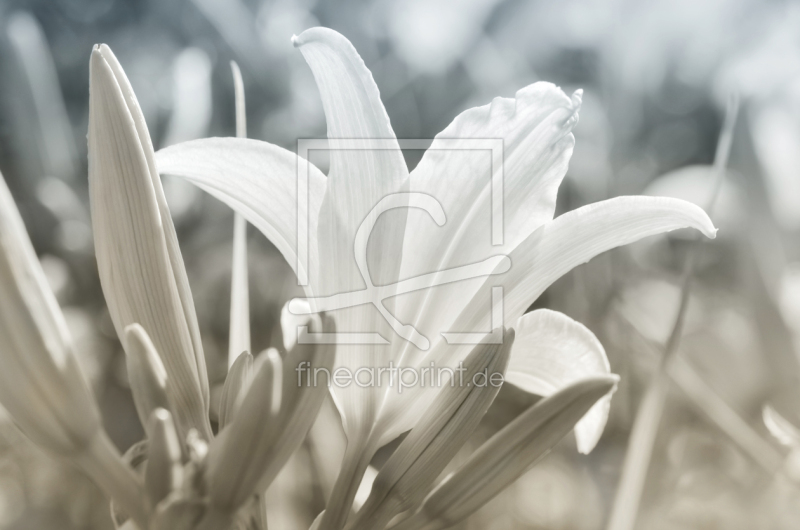 frei wählbarer Bildausschnitt für Ihr Bild auf Leinwand