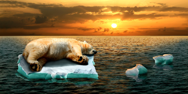 Bild-Nr: 9736468 Eisbär wohin 1 Erstellt von: Mausopardia