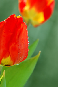 Bild-Nr: 9866974 Tulpen Erstellt von: Atteloi