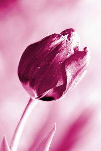 Bild-Nr: 10020143 Tulpe Erstellt von: Atteloi
