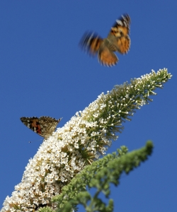 Bild-Nr: 10071497 Beliebter Sommerflieder Erstellt von: youhaveadream
