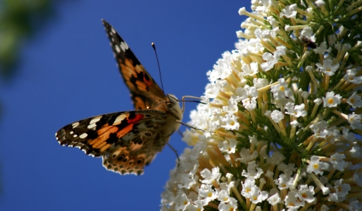 Bild-Nr: 10071537 Uphills Erstellt von: youhaveadream