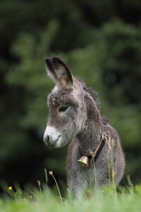 Bild-Nr: 10590549 kleiner Esel Erstellt von: Uwe Fuchs
