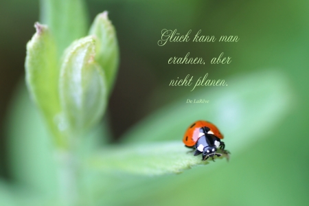 Bild-Nr: 10639106 Good Luck Erstellt von: youhaveadream