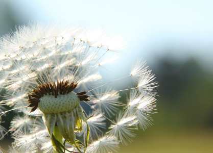 Bild-Nr: 10722341 Pusteblume Erstellt von: SusaZoom