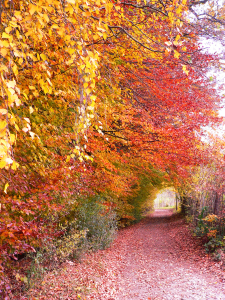 Bild-Nr: 10727783 Weg im herbstlichen Buchenwald Erstellt von: SusaZoom