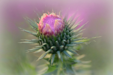 Bild-Nr: 10746345 Distel Erstellt von: Gisie