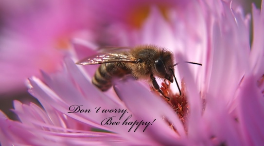 Bild-Nr: 10872978 Bee happy Erstellt von: youhaveadream