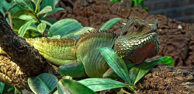 Bild-Nr: 10887486 Echse Eidechse Wasseragame Erstellt von: FotoRaBe
