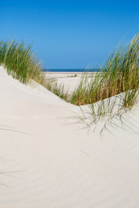 Bild-Nr: 10982736 Dünenlndschaft auf Norderney, Deutschland Erstellt von: goekce-narttek