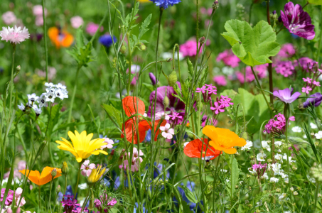 Bild-Nr: 10985964 Wildblumenwiese Erstellt von: Ostfriese